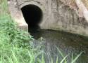 Rzeka Czarna Woda zanieczyszczona! Czy zagrożona jest Barycz w rezerwacie przyrody? ZDJĘCIA, FILM