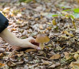 Mandat za zbieranie grzybów w lesie? Te przepisy musisz znać