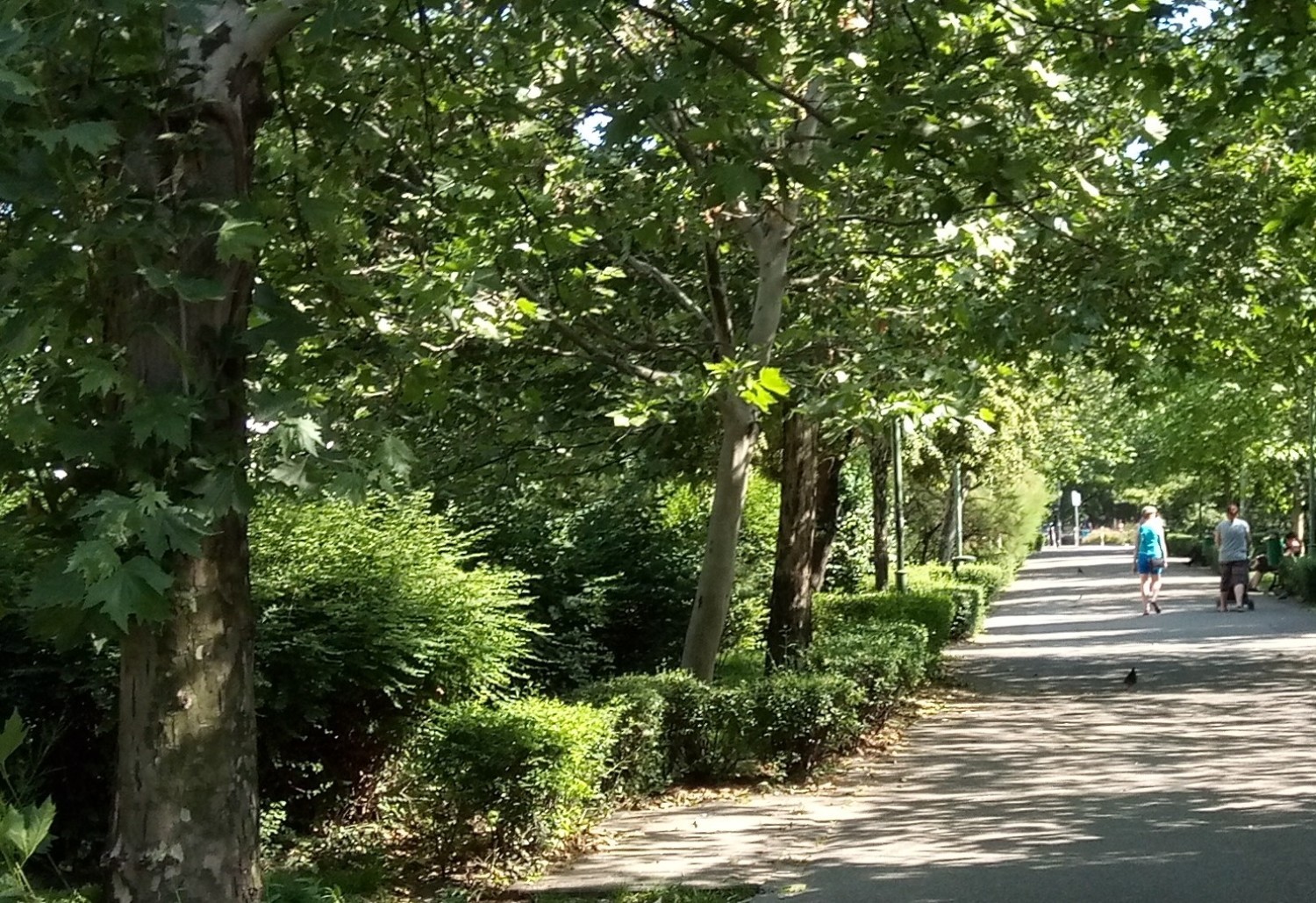 Nie będzie masowej wycinki drzew na plantach. Miasto chce modyfikacji planu rewaloryzacji