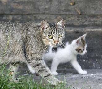 Akcja darmowej sterylizacji kotów wolno żyjących w Legnicy, zdjęcia