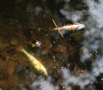 Upały oraz niski stan wód mogły mieć wpływ na śnięcie ryb w Odrze? Ekspert wyjaśnia