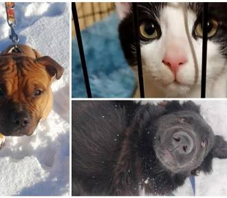 Rekordowy rok i noworoczne znajdy. Jakie psy i koty czekają w schronisku na dom? FOTO