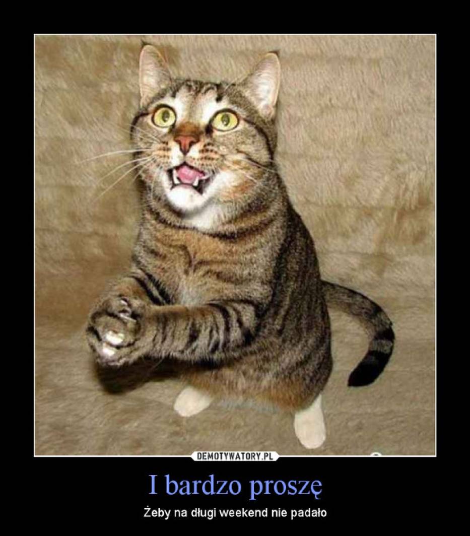 https://d-nm.ppstatic.pl/kadr/k/r/ce/73/5538a47b1dfb9_o,size,933x0,q,70,h,98dbb5.jpg