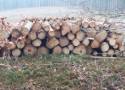 Nadleśnictwo Sławno zanotowało rekordową sprzedaż drewna. Zobaczcie wycinkę ZDJĘCIA