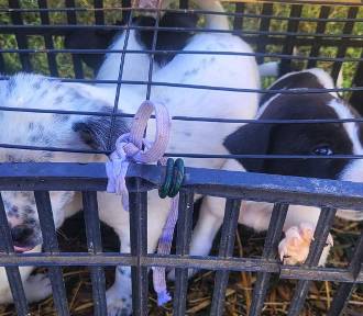 Psy w małej klatce i kury w workach. Help Animals interweniowało na rynku  w Kaliszu 