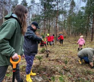 Młodzi i starsi ochotnicy OSP sadzili las. W kilka godzin posadzili 900 jodeł!