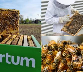 Elektrociepłownia w Zabrzu będzie mieć łąkę kwietną dla pszczół