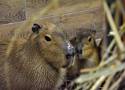 Dziś dzień kapibary. Te sympatyczne gryzonie, które stały się popularne za sprawą MEMÓW, poznasz zaglądając do Zoo Borysew ZDJĘCIA