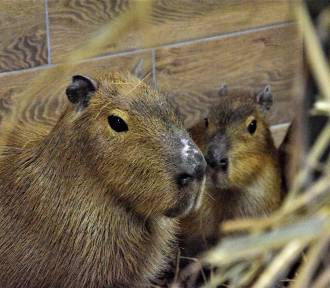 Dziś dzień kapibary. Te sympatyczne gryzonie poznasz w Zoo Borysew ZDJĘCIA, MEMY