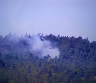 Nadleśnictwo Elbląg alarmuje: płoną lasy na Mierzei Wiślanej