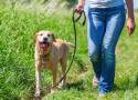 Możesz wziąć na spacer bezdomnego psa ze Schroniska „Kundelek” 
