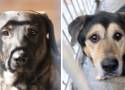 Cudowne psiaki czekają na adopcję w schronisku w Sosnowcu. Spójrzcie na te smutne mordki! Każdy może pomóc