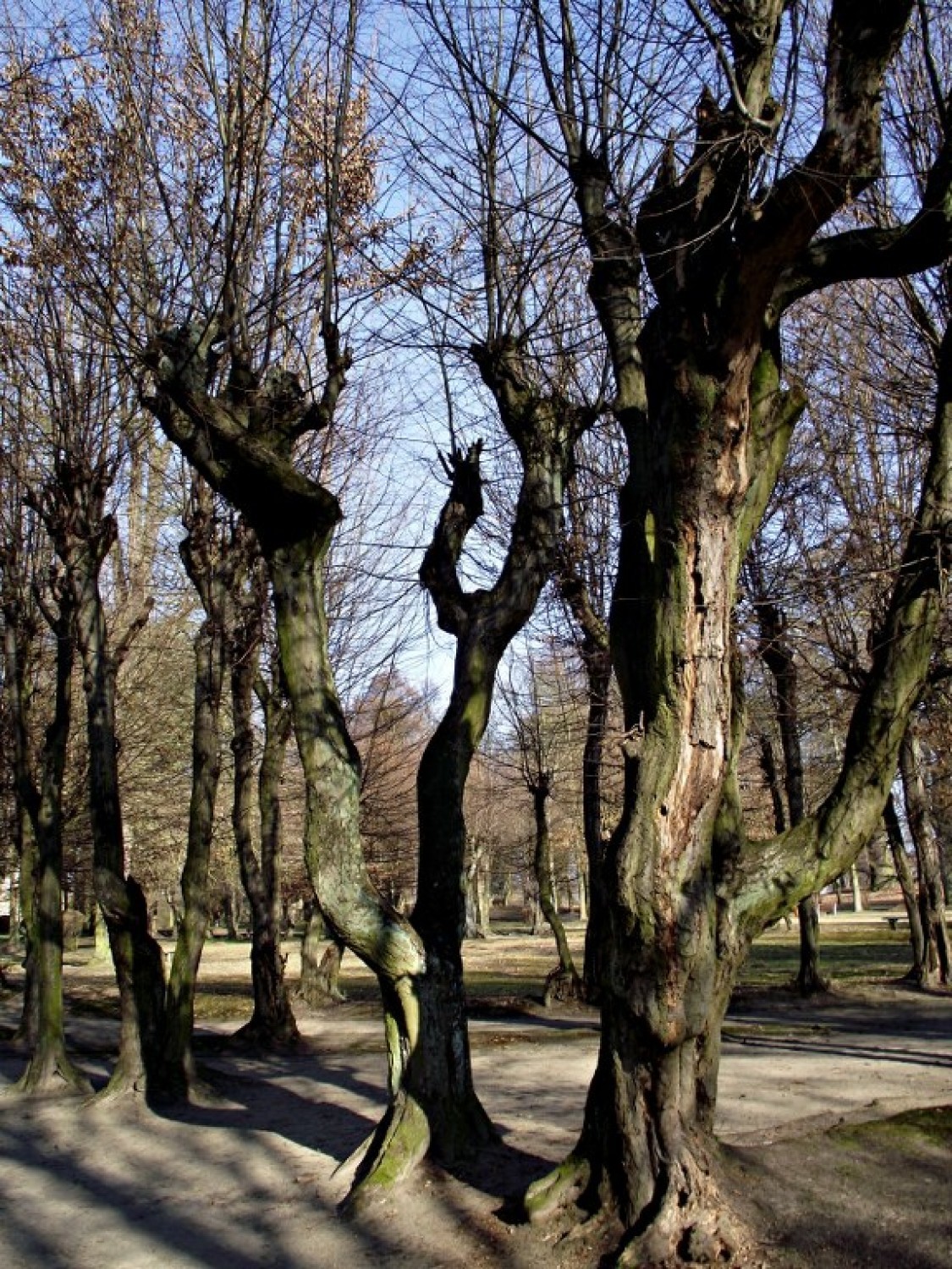 Park Miejski Zbąszyń