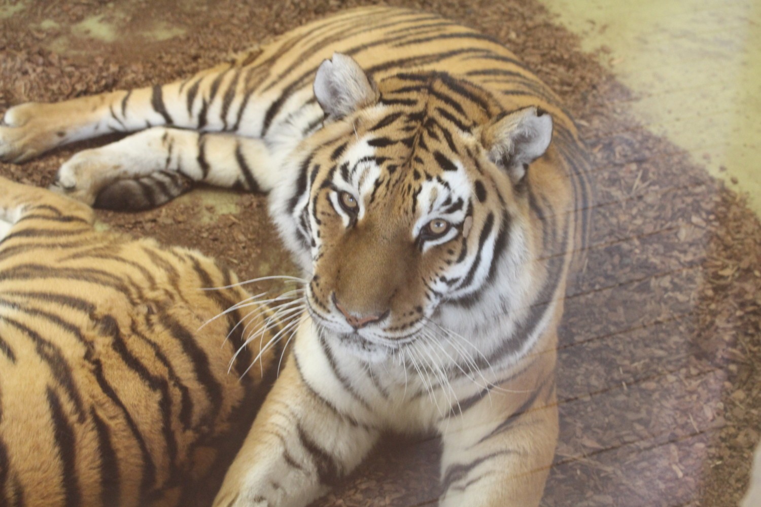 Walentynki w zoo Chorzów