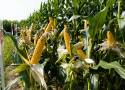 Uczniowie będą sadzić kukurydzę przy szkołach. „Popcorn prosto z ogródka”