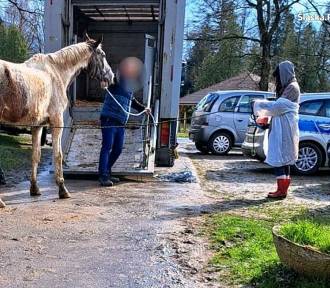 Skandal w Górkach Wielkich! Policja odebrała właścicielowi wychudzone konie