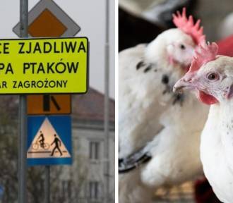 Wysokozjadliwa grypa ptaków na Śląsku (HPAI). Obostrzenia dla hodowców drobiu