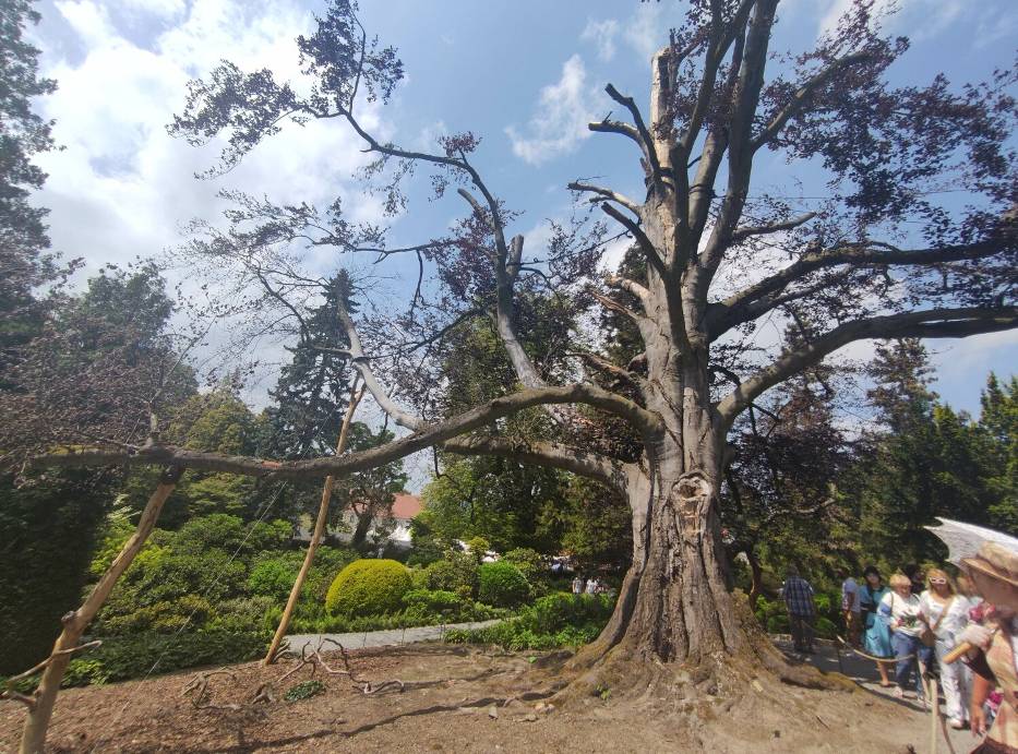 Majestatyczny buk Serce Ogrodu w Wojsławicach choruje. Drzewo Roku 2023 ma ponad 200 lat - zdjęcia
