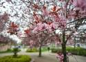 Japońskie wiśnie w Warszawie. Mieszkańcy mogą zasadzić różowe drzewka na Polu Mokotowskim. Bezpłatne wydarzenie już w weekend