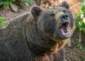 Kolejne niebezpieczne zdarzenie z niedźwiedziem na Słowacji. Biegał po centrum miasta, ranił pięć osób. Wideo