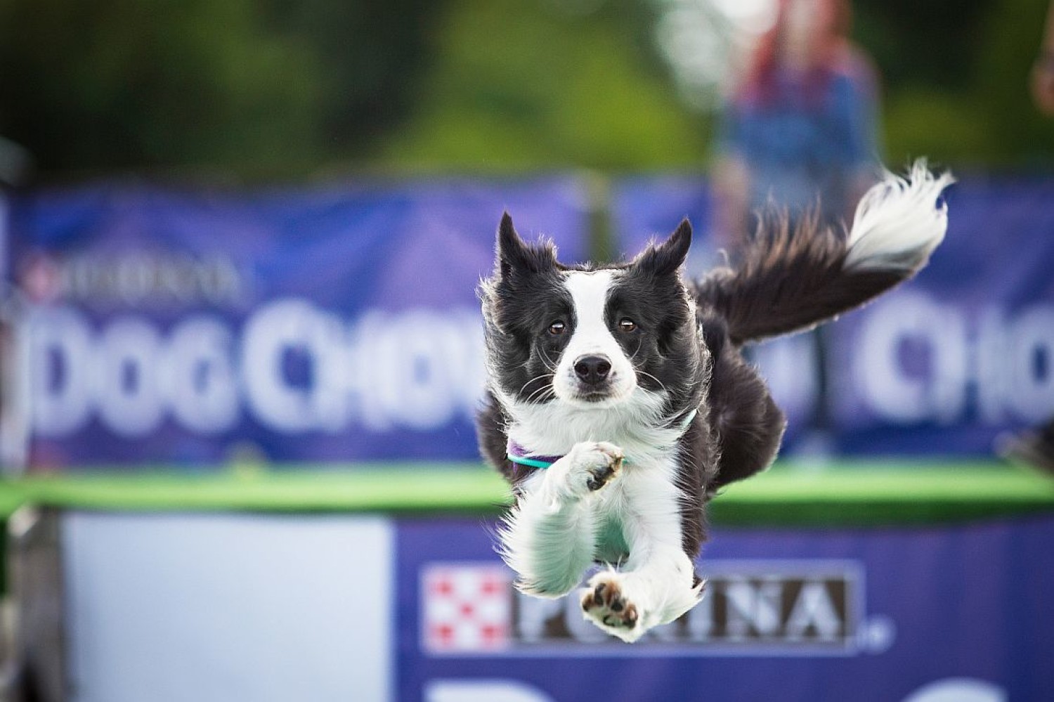 Dog Chow Disc Cup 2015: Latające psy 10 raz na Cytadeli w Poznaniu