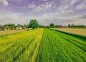 „Wcale nie zarabiamy 5,5 tys. zł z hektara”. Rolnicy chcą nowego systemu wyliczania poziomu dochodu 
