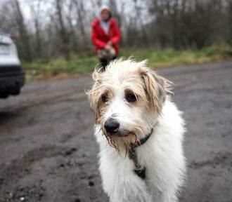 Szukamy domu dla "Maluszka". To najdłużej mieszkający pies w legnickim schronisku