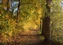Jesienny spacer: Odkryj korzyści zdrowotne. Jak się przygotować do aktywności na świeżym powietrzu