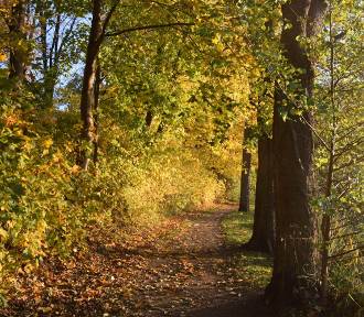 Jesienny spacer to same korzyści dla zdrowia!