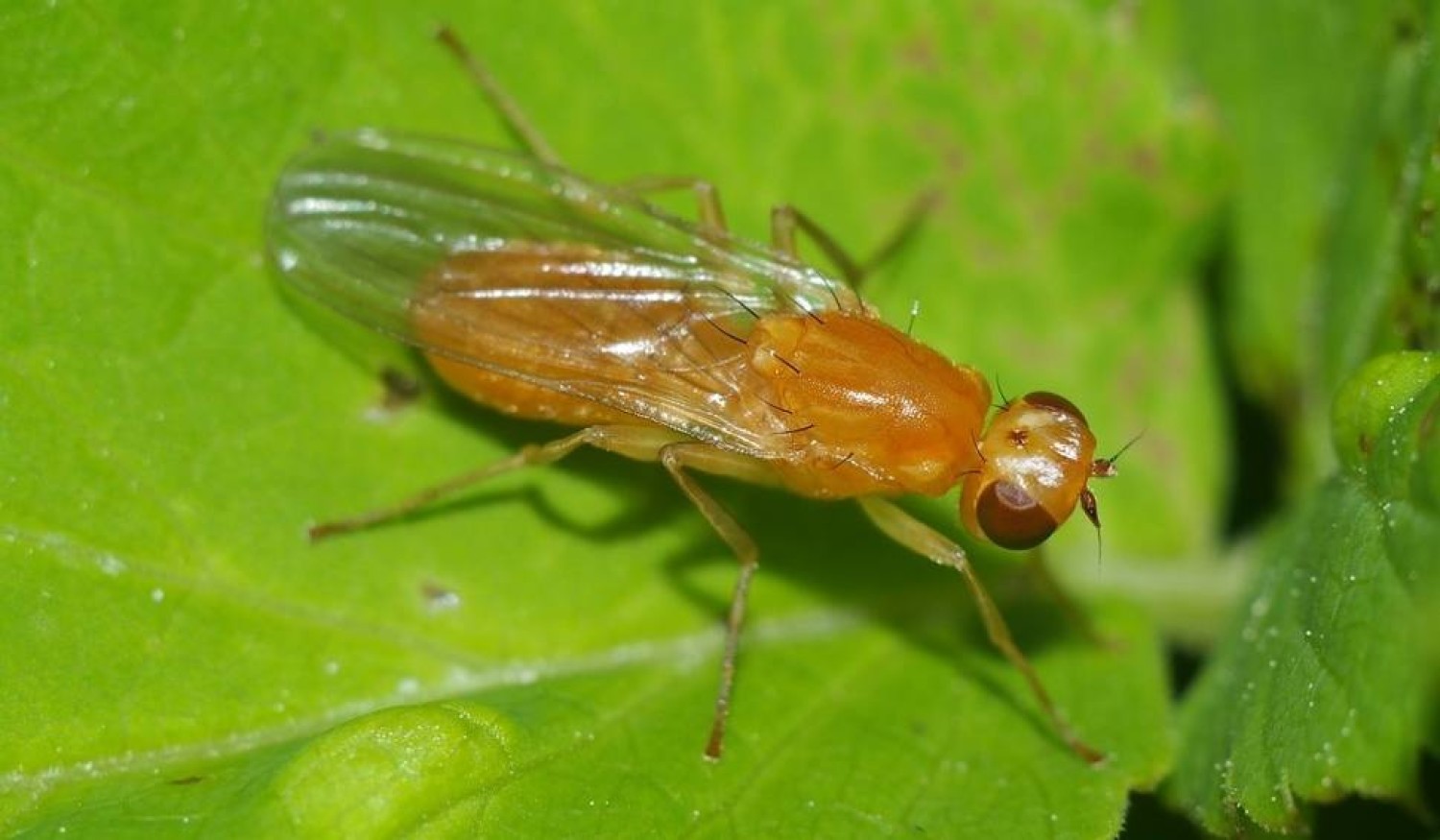 Ile żyje mucha? Jak długo żyje muszka owocówka?