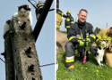 Strażacy uratowali kota. Zwierzę siedziało na słupie energetycznym ponad dobę! 