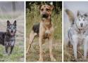 Leszno. Kilkadziesiąt psów ze schroniska w Henrykowie czeka na adopcję ZDJĘCIA i OPISY