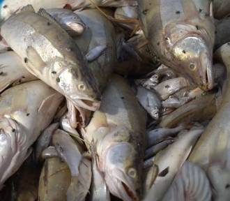 W Zalewie Muchawka na Mazowszu znaleziono śnięte ryby. Służby badają sprawę