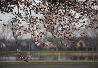 Park Suble w Tychach. Dziesiątki kwitnących drzew. Zobaczcie zdjęcia