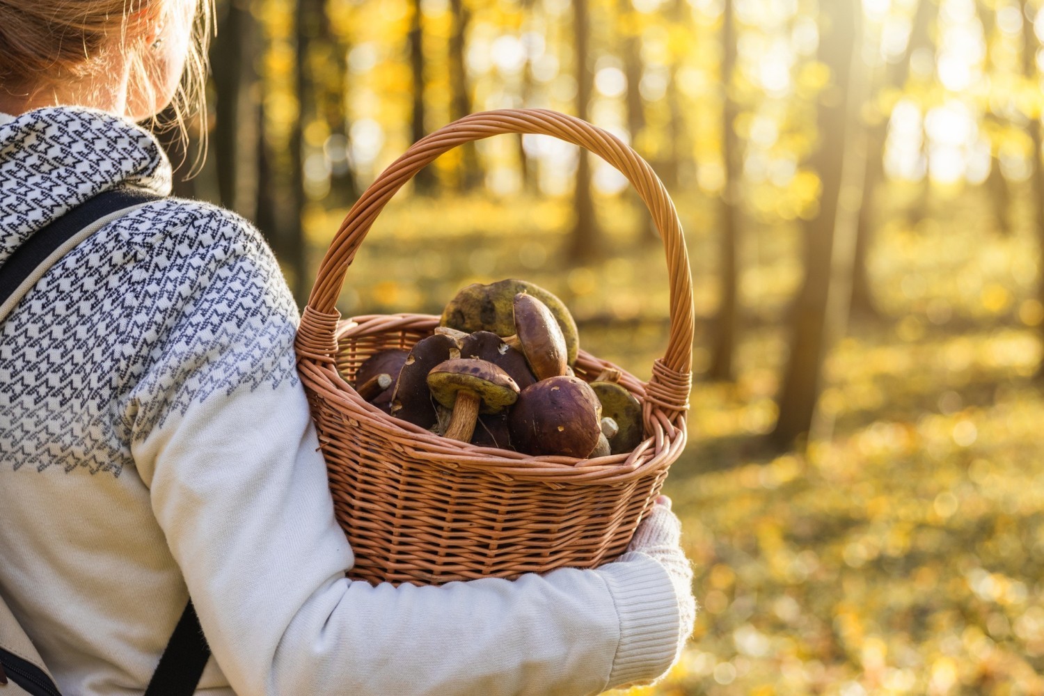 Na grzybobranie koniecznie weź koszyk wiklinowy, nóż, podręczny atlas grzybów i kapelusz dla ochrony głowy