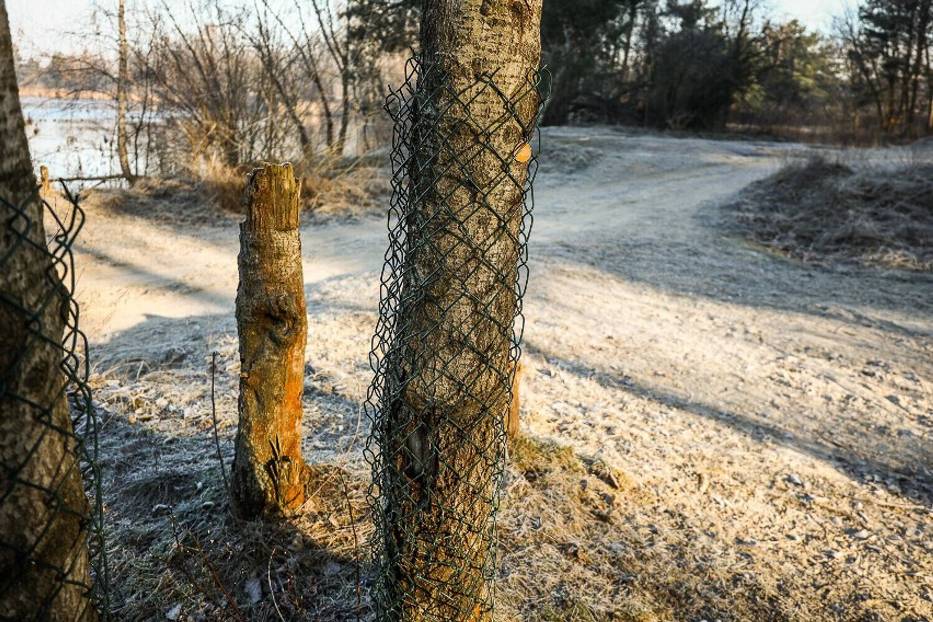 Szkód wokół zbiornika w Zaborowie powodowanych przez bobry jest coraz więcej.