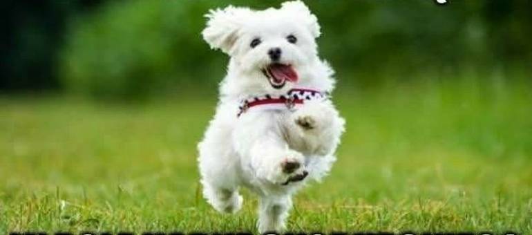 Memy przed meczem Polska - Holandia. Maltańczyk już biegnie w nasze pole karne