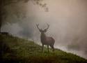 Piękne jesienne zdjęcia jeleni i danieli nad kanałem Obry w obiektywie Damiana Musialskiego ZDJĘCIA