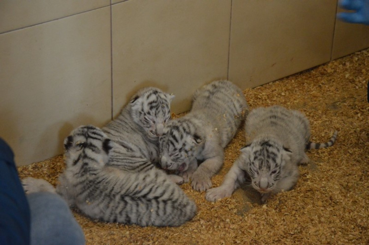 Zoo Safari Borysew