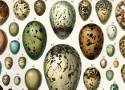 Oto piękne jaja składane przez polskie ptaki. Jak pisanki! Zielone, niebieskie, żółte, czerwone. Zobacz je na zdjęciach!