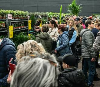 Festiwal roślin w supercenach zawitał do Bydgoszczy. Zobacz, co można kupić - zdjęcia