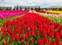 Gdzie jest tak pięknie? W Chrzypsku Wielkim koło Sierakowa! To najpiękniejsza plantacja tulipanów w Polsce, kwitną miliony kwiatów! 