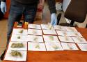 Szamotulska policja zabezpieczyła 128 kg narkotyków! Ponad 70 postępowań związanych z przestępczością narkotykową od lutego