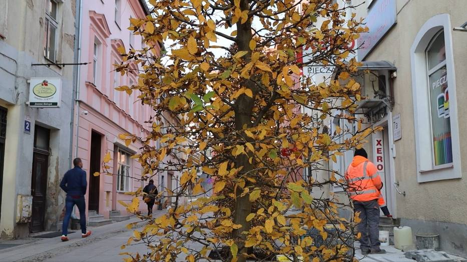 Olsztyn odbudowuje zieleń po budowie linii tramwajowych: Nowe drzewa i rośliny na mieście