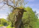 Spalony Dąb Chwalibóg w Wałbrzychu żyje! Jedno z najstarszych drzew Wałbrzycha zazieleniło się! Zobaczcie, jak wygląda dziś i sto lat temu