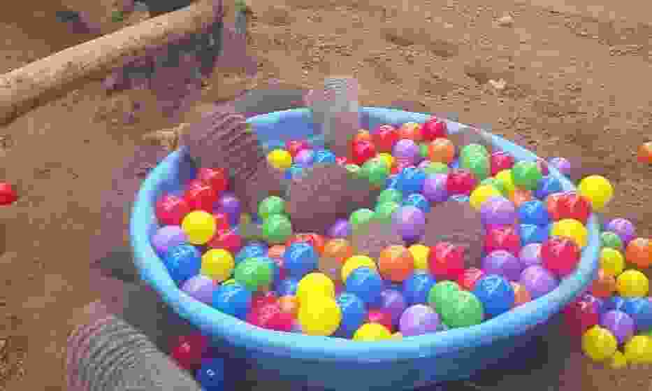 Mangusty i piłeczki w amerykańskim zoo