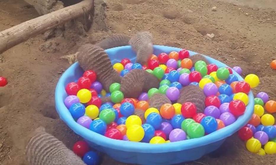 Mangusty i piłeczki w amerykańskim zoo