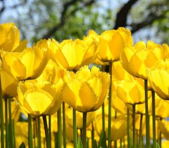 Najpiękniejsze żółte kwiaty ozdobią ogród już wiosną. Udadzą się nawet początkującym