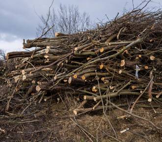Masowa wycinka drzew na Ursynowie. Na działce wybudują biurowce
