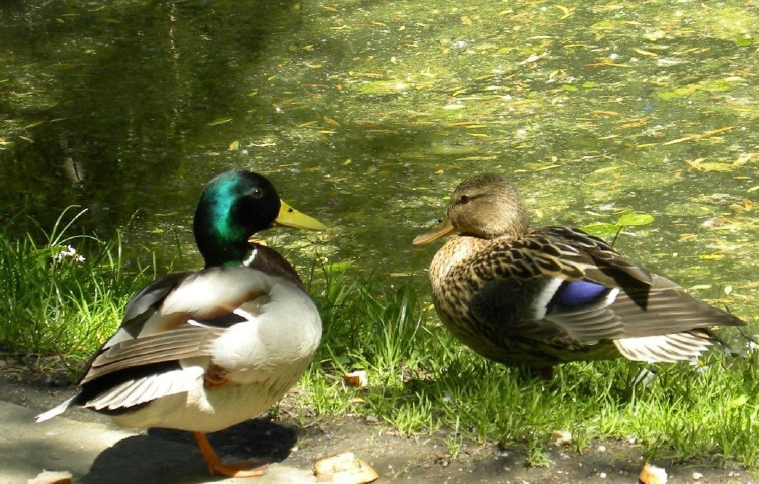 Kaczka krzyżówka - Anas platyrhynchos - gatunek dużego ptaka wodnego z rodziny kaczkowatych (Anatidae)